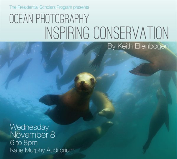 flyer for event featuring underwater photo of seals