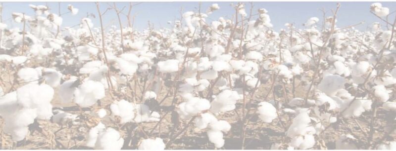 field of cotton bolls